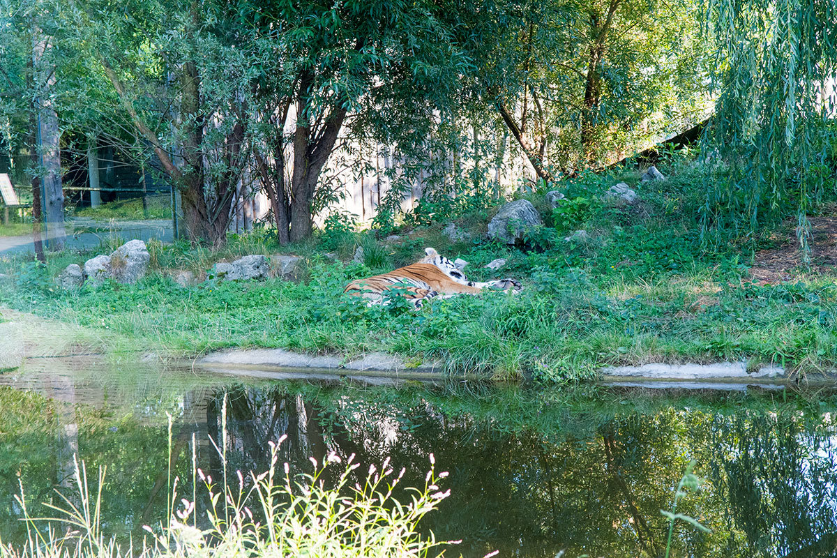 Зоопарк в чешском городке Годонин (ZOO Hodonín)