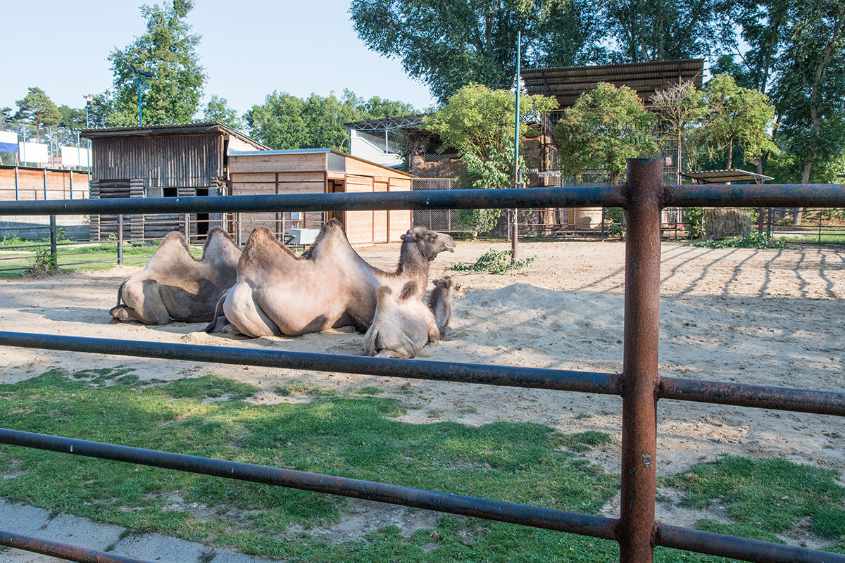 Зоопарк в чешском городке Годонин (ZOO Hodonín)