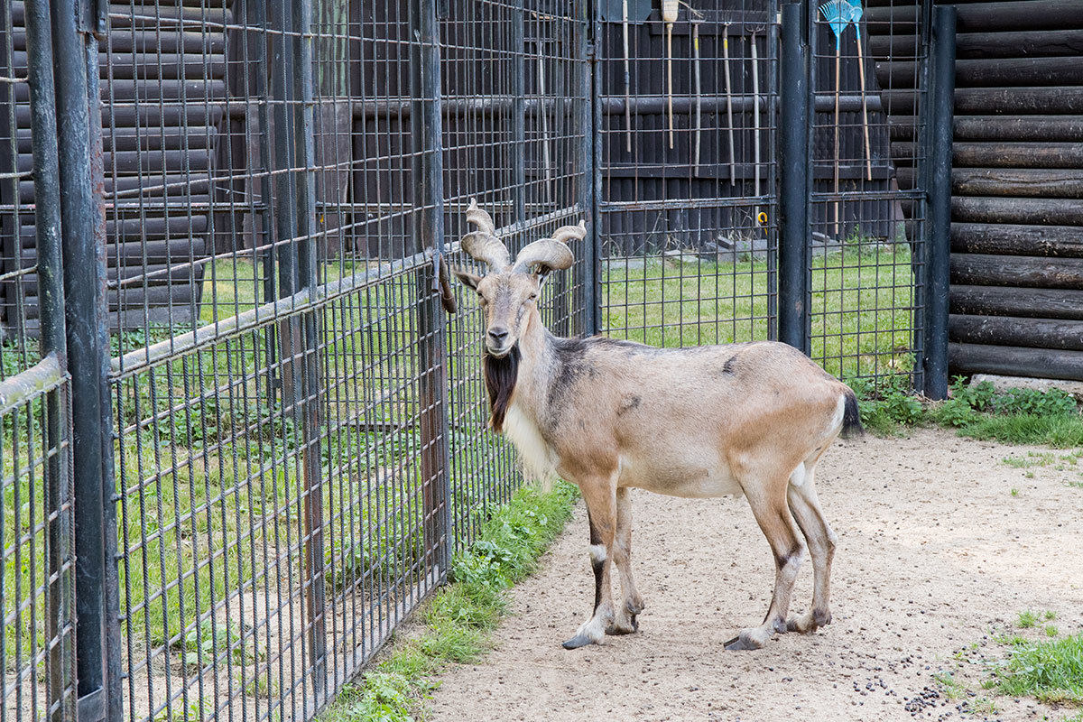 Зоопарк в чешском городке Годонин (ZOO Hodonín)