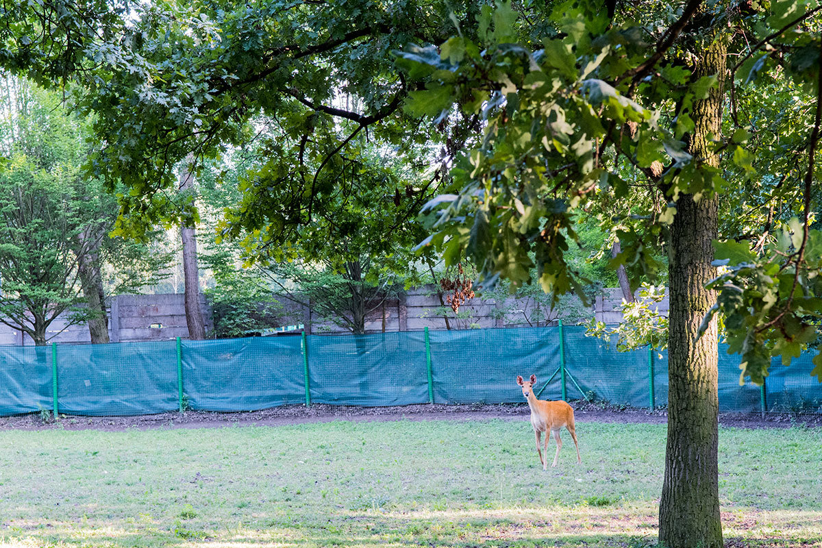 Зоопарк в чешском городке Годонин (ZOO Hodonín)