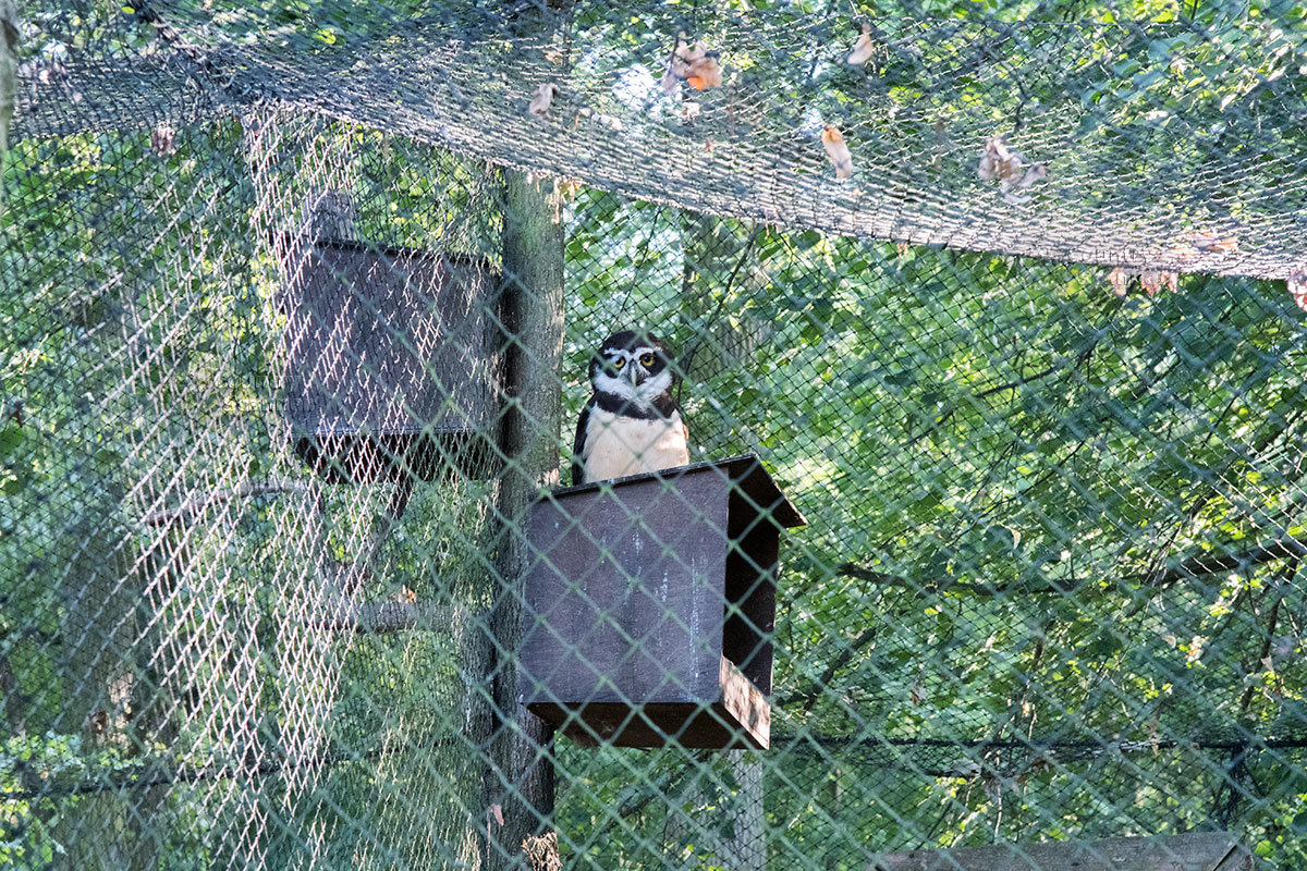 Зоопарк в чешском городке Годонин (ZOO Hodonín)