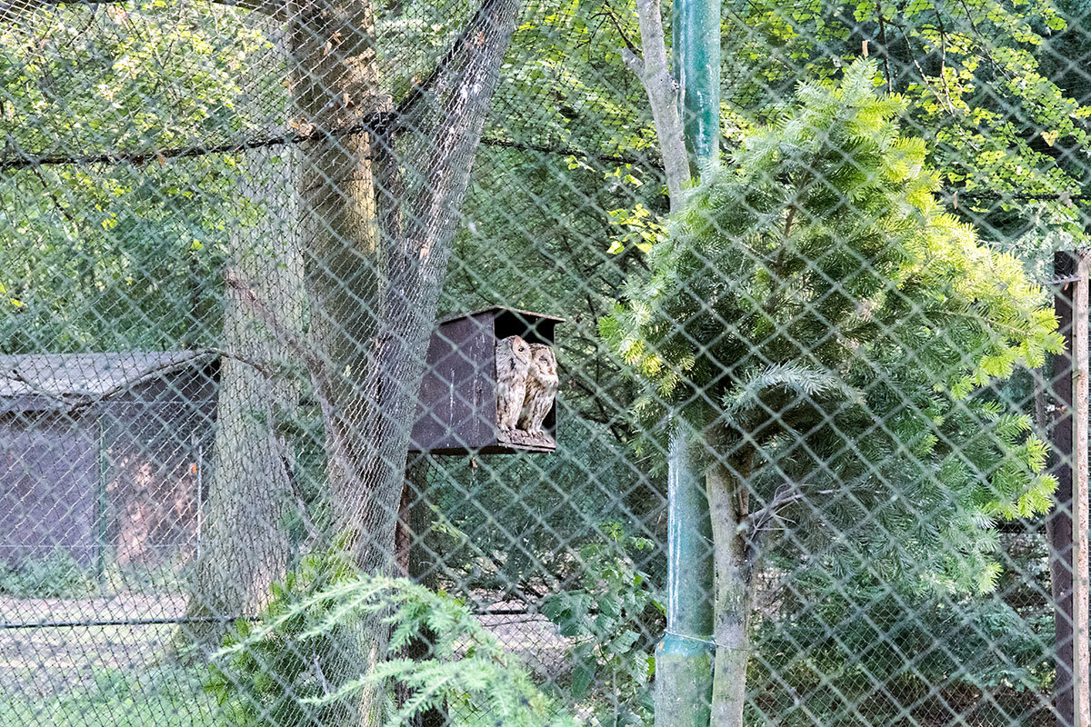 Зоопарк в чешском городке Годонин (ZOO Hodonín)