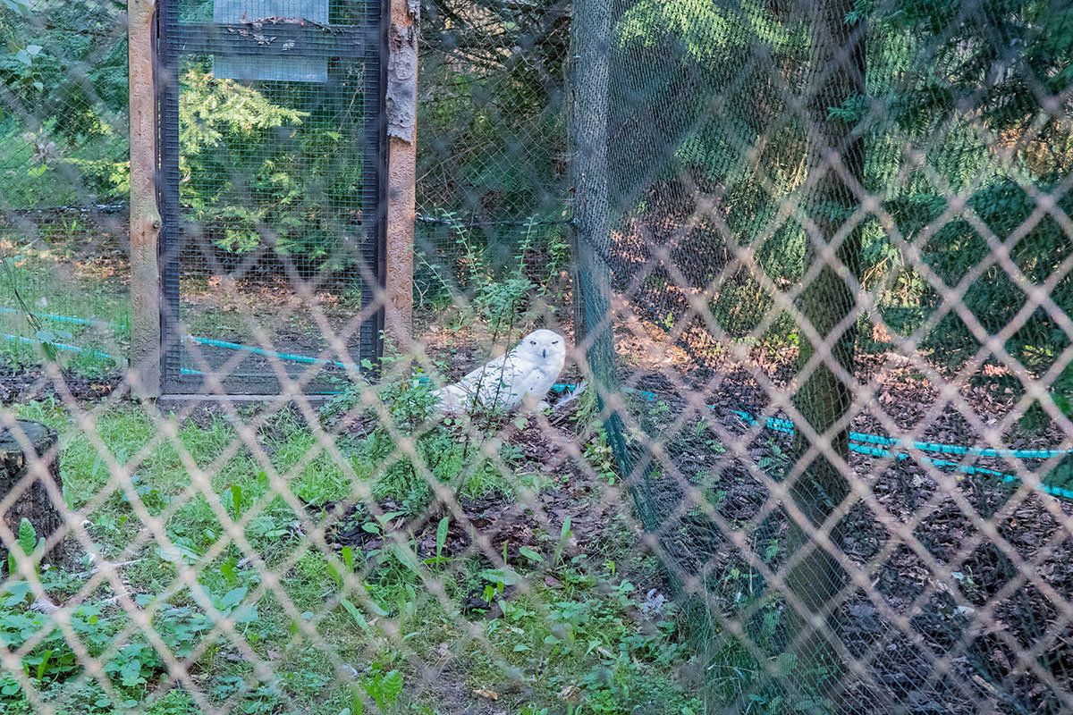Зоопарк в чешском городке Годонин (ZOO Hodonín)