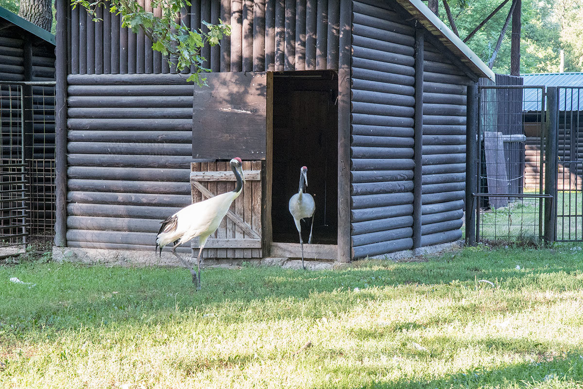 Зоопарк в чешском городке Годонин (ZOO Hodonín)