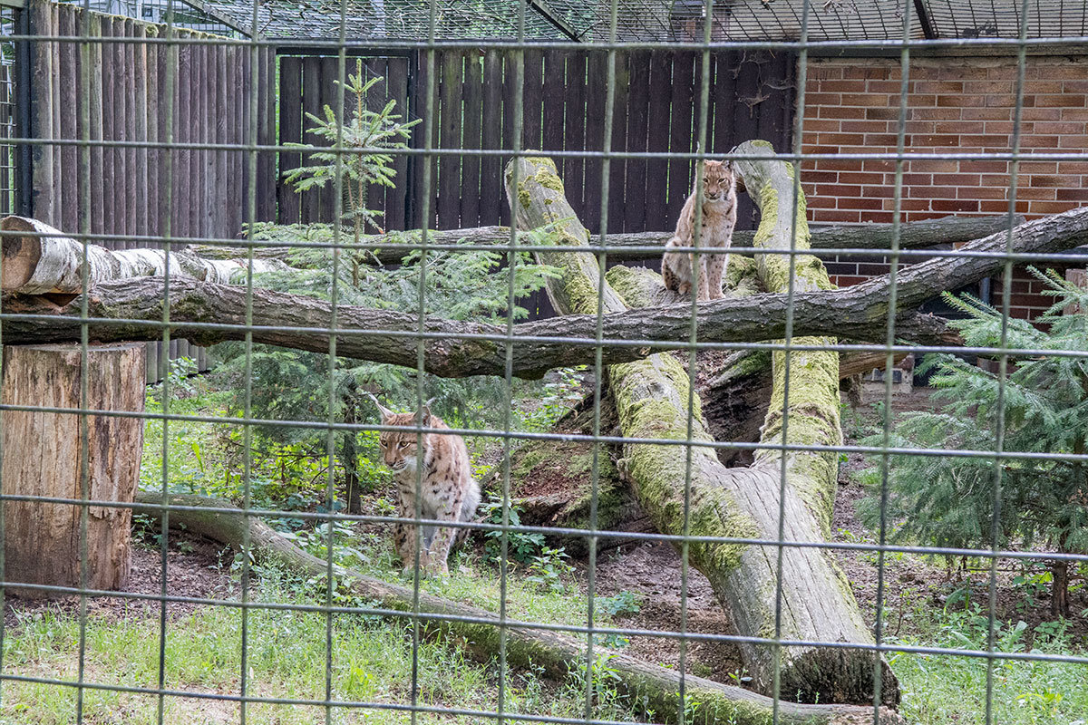 Зоопарк в чешском городке Годонин (ZOO Hodonín)