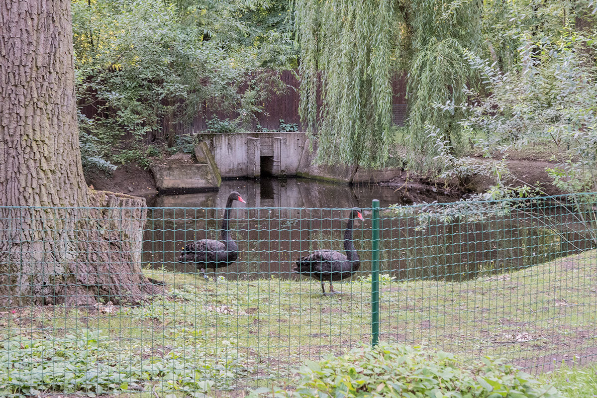 Зоопарк в чешском городке Годонин (ZOO Hodonín)