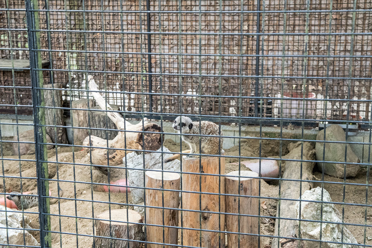 Зоопарк в чешском городке Годонин (ZOO Hodonín)