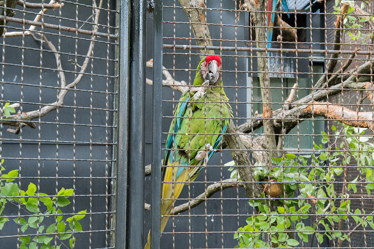 Зоопарк в чешском городке Годонин (ZOO Hodonín)