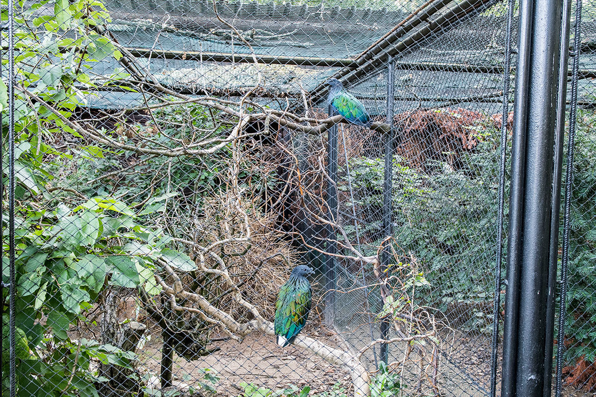 Зоопарк в чешском городке Годонин (ZOO Hodonín)