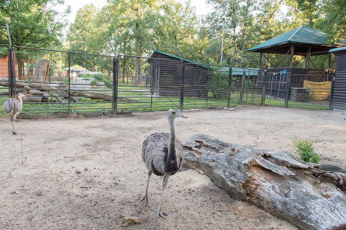 Зоопарк в чешском городке Годонин (ZOO Hodonín)