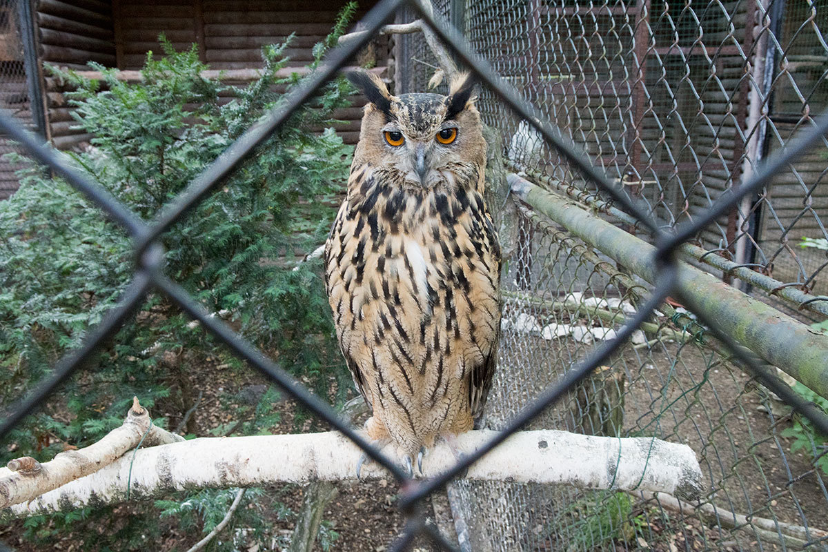 Зоопарк в чешском городке Годонин (ZOO Hodonín)