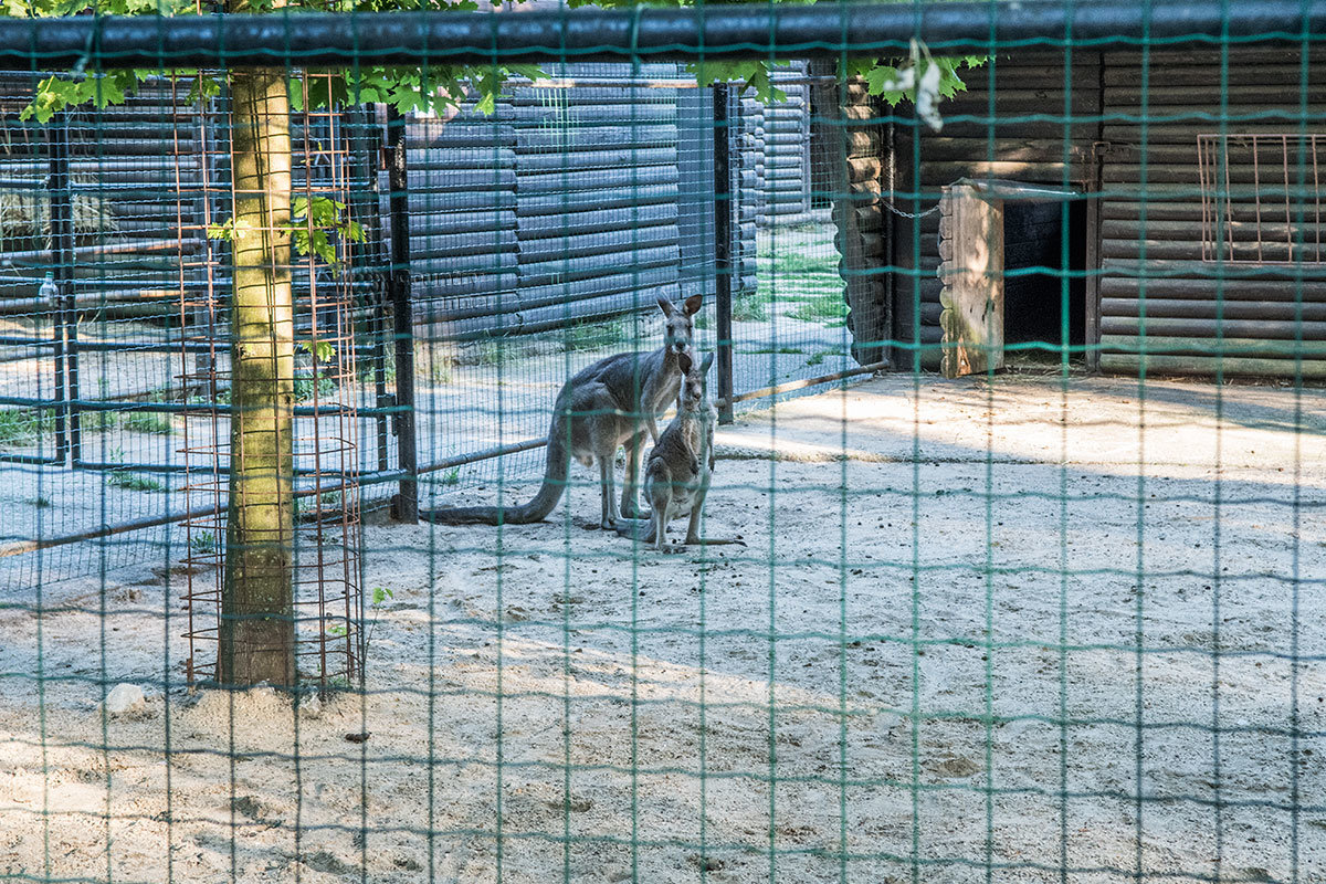 Зоопарк в чешском городке Годонин (ZOO Hodonín)