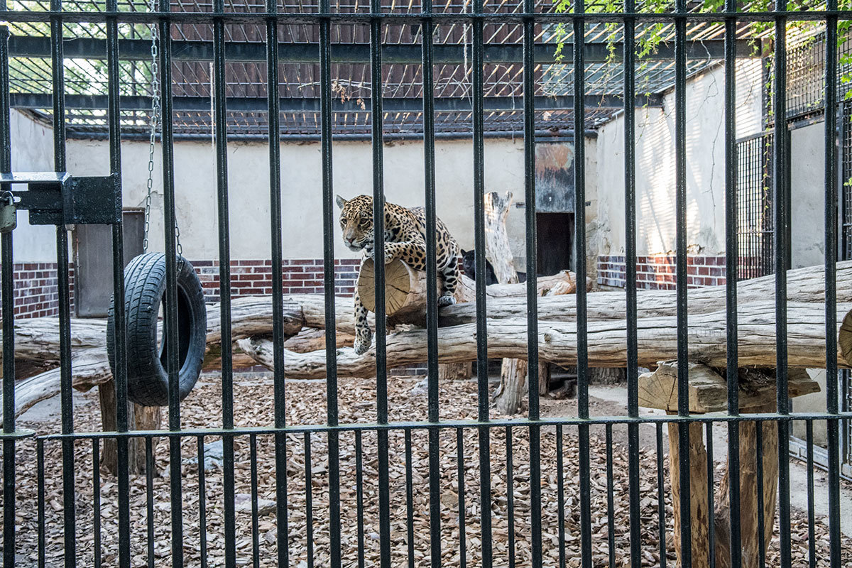 Зоопарк в чешском городке Годонин (ZOO Hodonín)