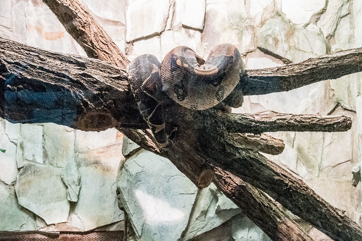 Зоопарк в чешском городке Годонин (ZOO Hodonín)