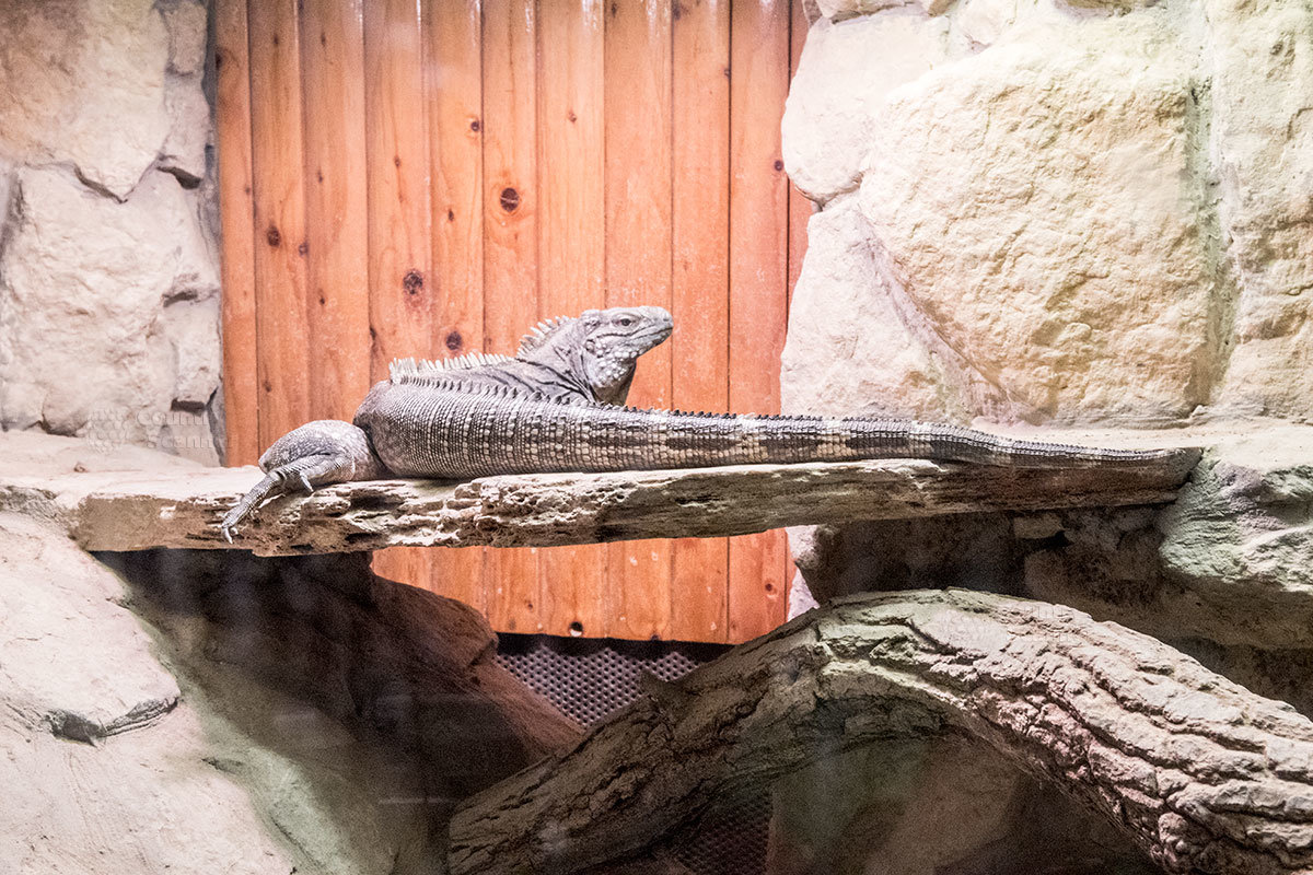 Зоопарк в чешском городке Годонин (ZOO Hodonín)