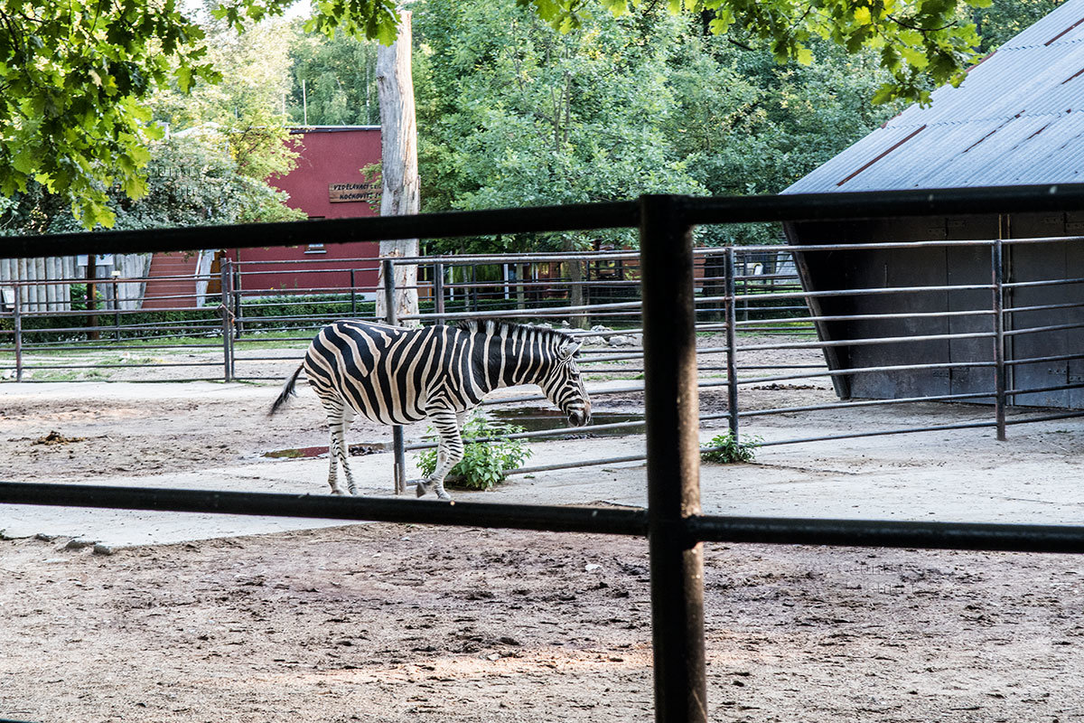 Зоопарк в чешском городке Годонин (ZOO Hodonín)