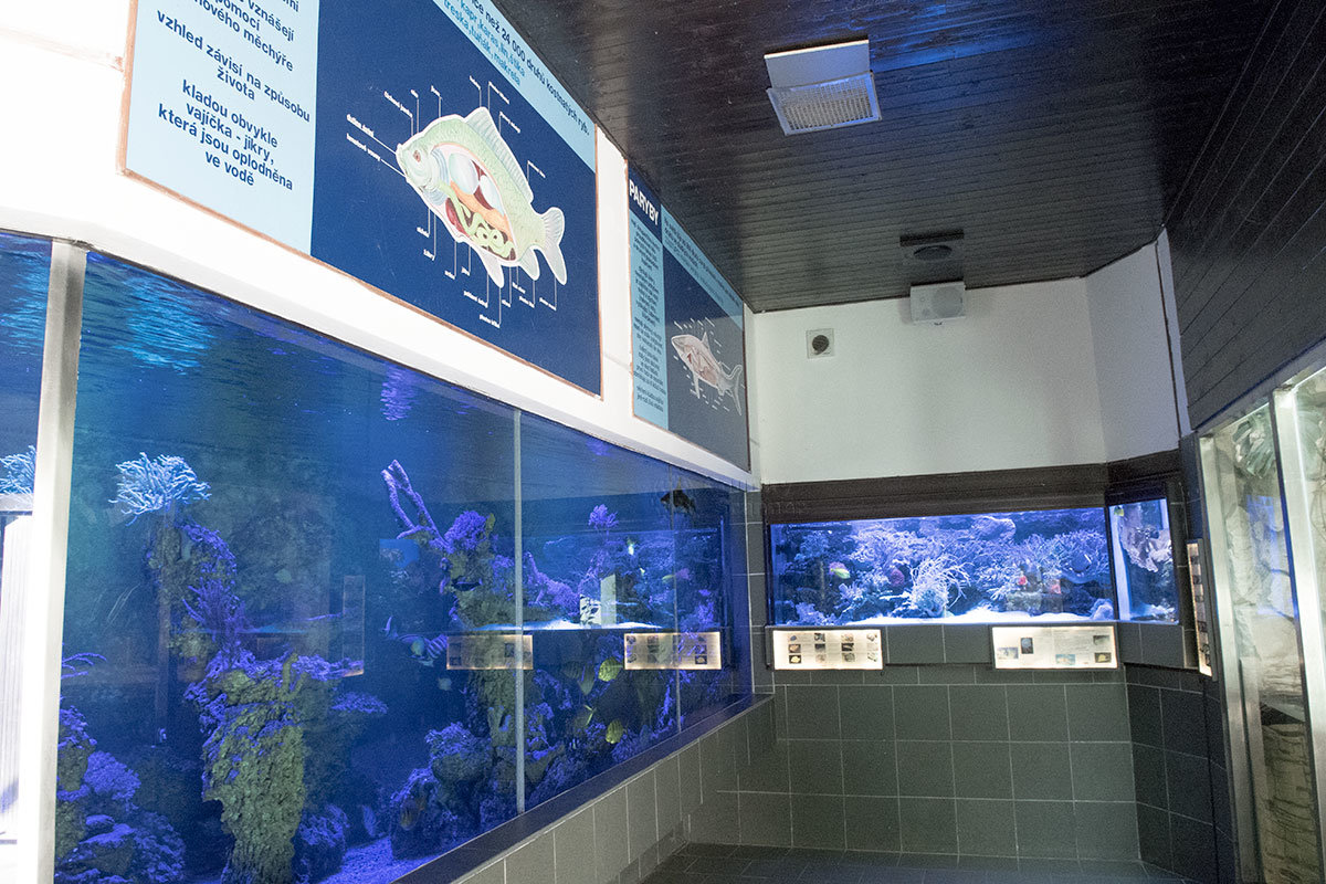 Зоопарк в чешском городке Годонин (ZOO Hodonín)