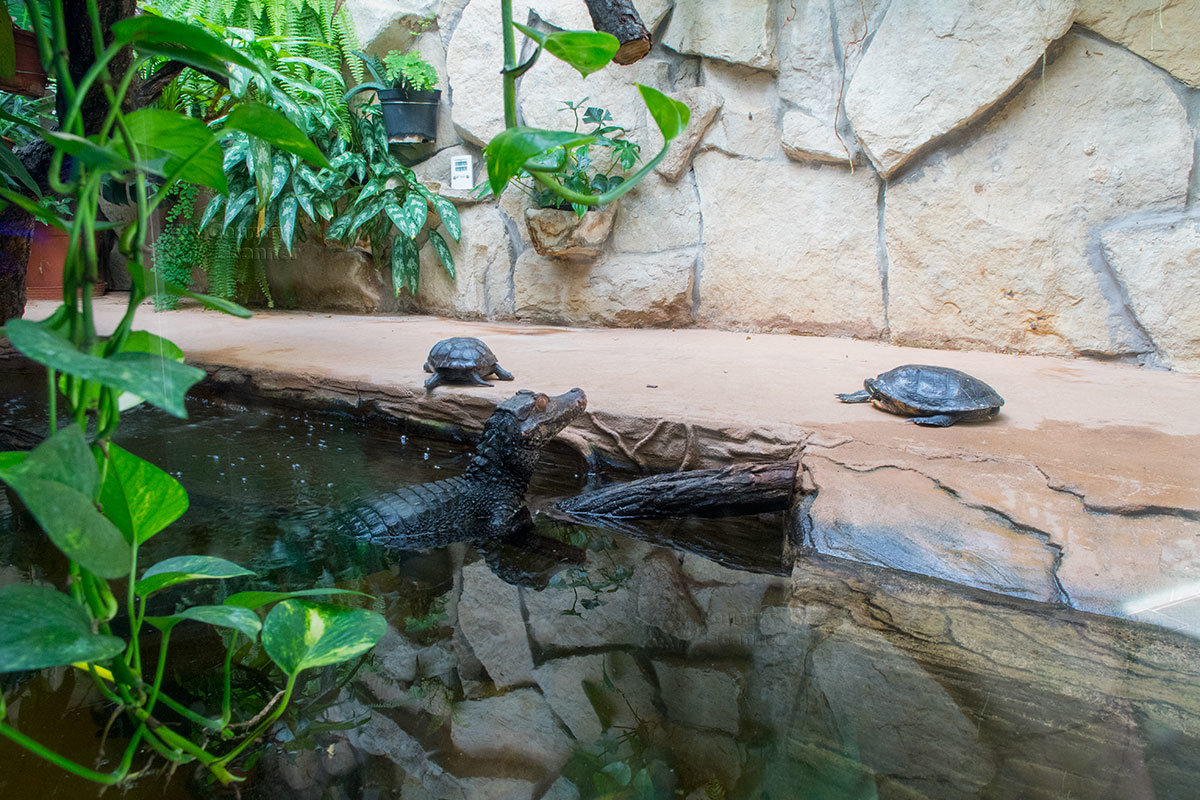 Зоопарк в чешском городке Годонин (ZOO Hodonín)