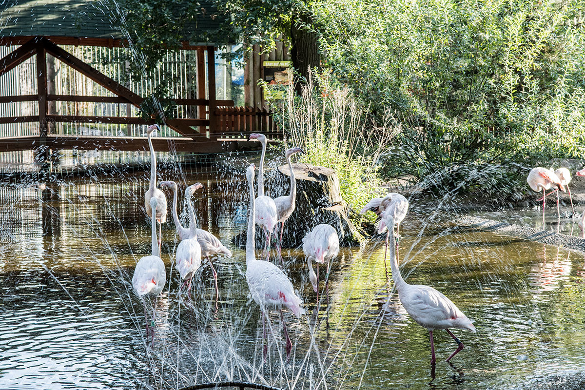 Зоопарк в чешском городке Годонин (ZOO Hodonín)