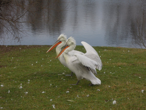 DSCN1425.JPG