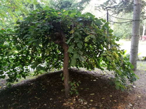 IMG_20170908_180308 (1).jpg (356.3 КБ) 10345 просмотров IMG_20170908_180308 (1).jpg