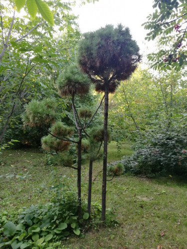 IMG_20170908_181044.jpg (275.41 КБ) 10344 просмотра IMG_20170908_181044.jpg