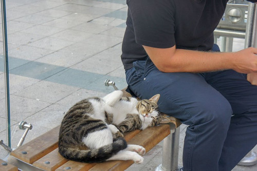 stambul-cat-1.jpg