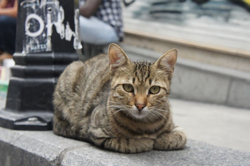 stambul-cat-2.jpg