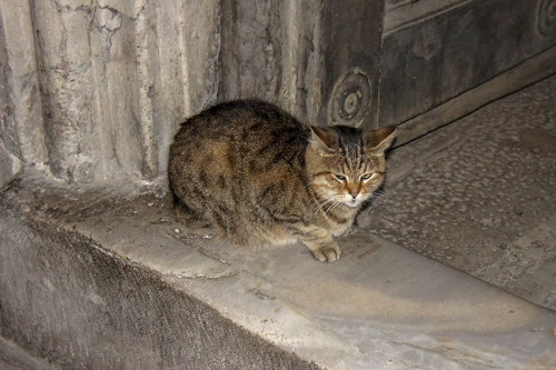 stambul-cat-5.jpg