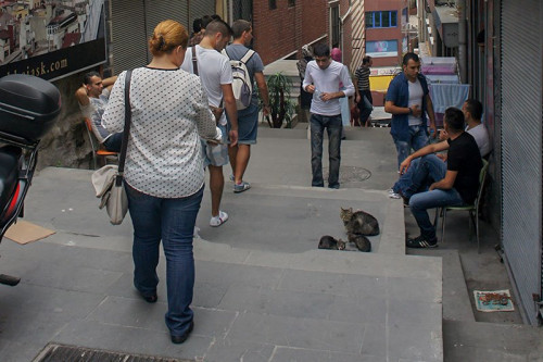 stambul-cat-6.jpg