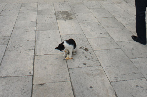 stambul-cat-7.jpg