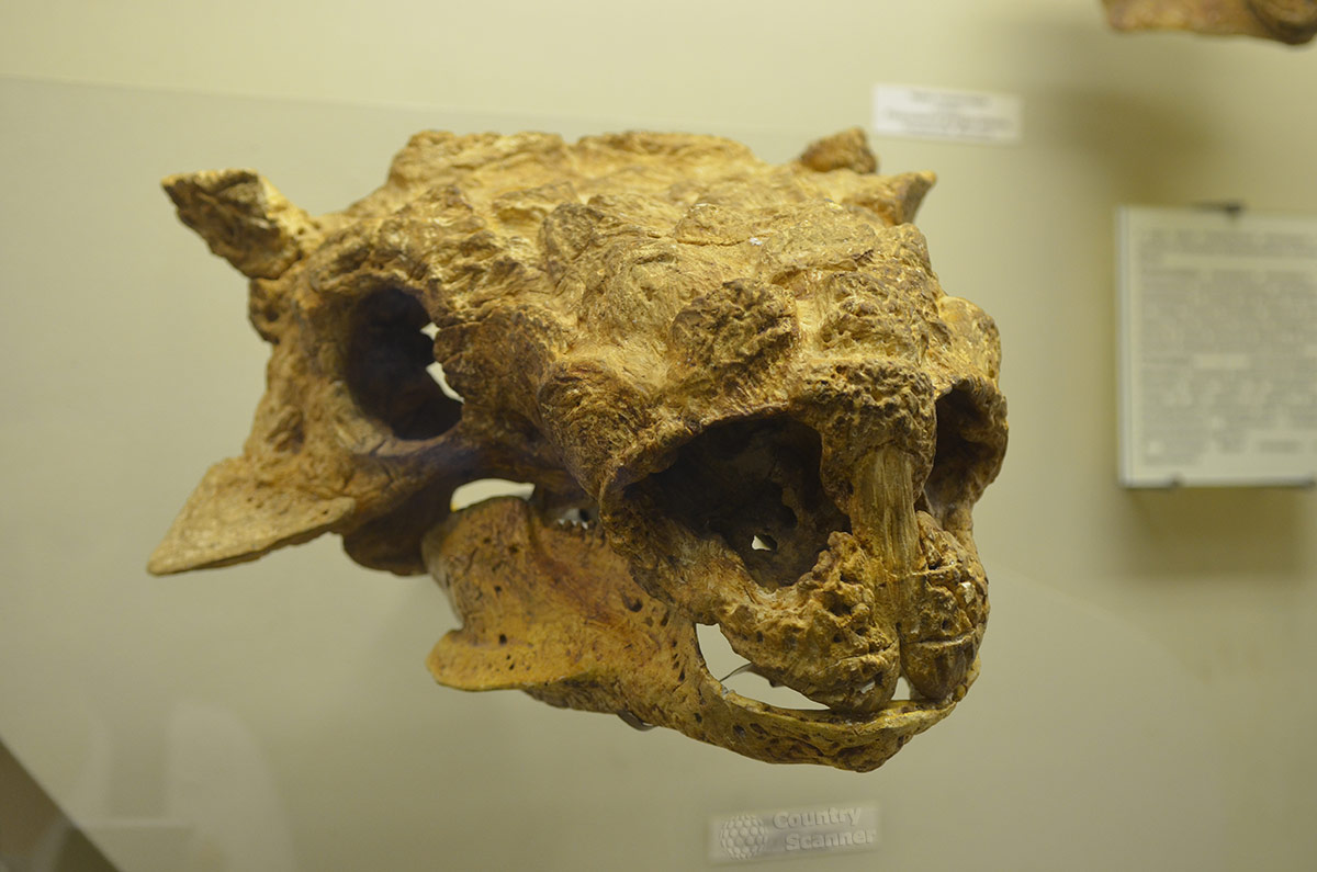 Череп доисторического животного в Палеонтологическом музее в Москве.