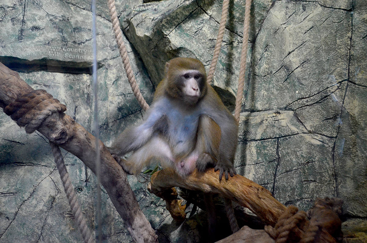 Представитель мелких приматов зоопарка Рио