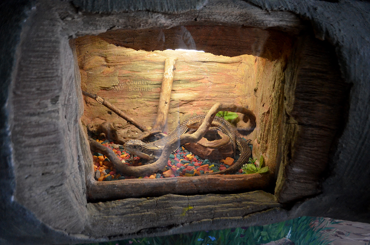 Стеклянный аквариум жителей зоопарка Рио