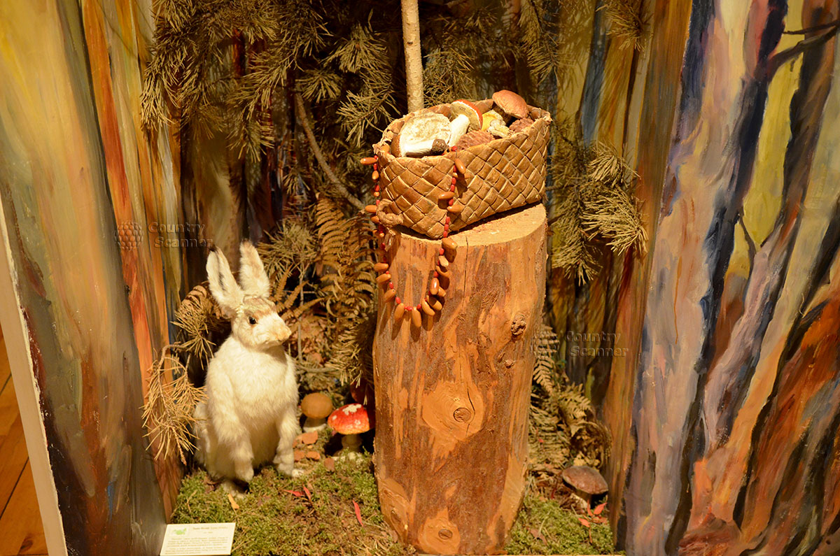 Музей леса представляет лесные дары – сушеные и свежие грибы в лукошке. Рядом чучело зайца, самого безобидного нашего зверька, героя многих сказок и мультфильмов.