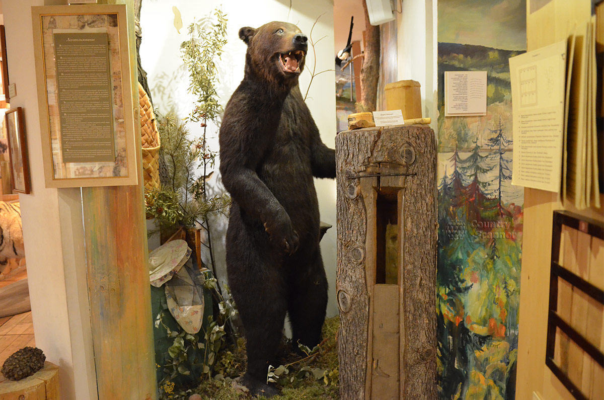 Хозяин тайги – бурый медведь в экспозиции музея леса. Представлены некоторые предметы пчеловодства, к продуктам которого столь неравнодушен этот зверь.