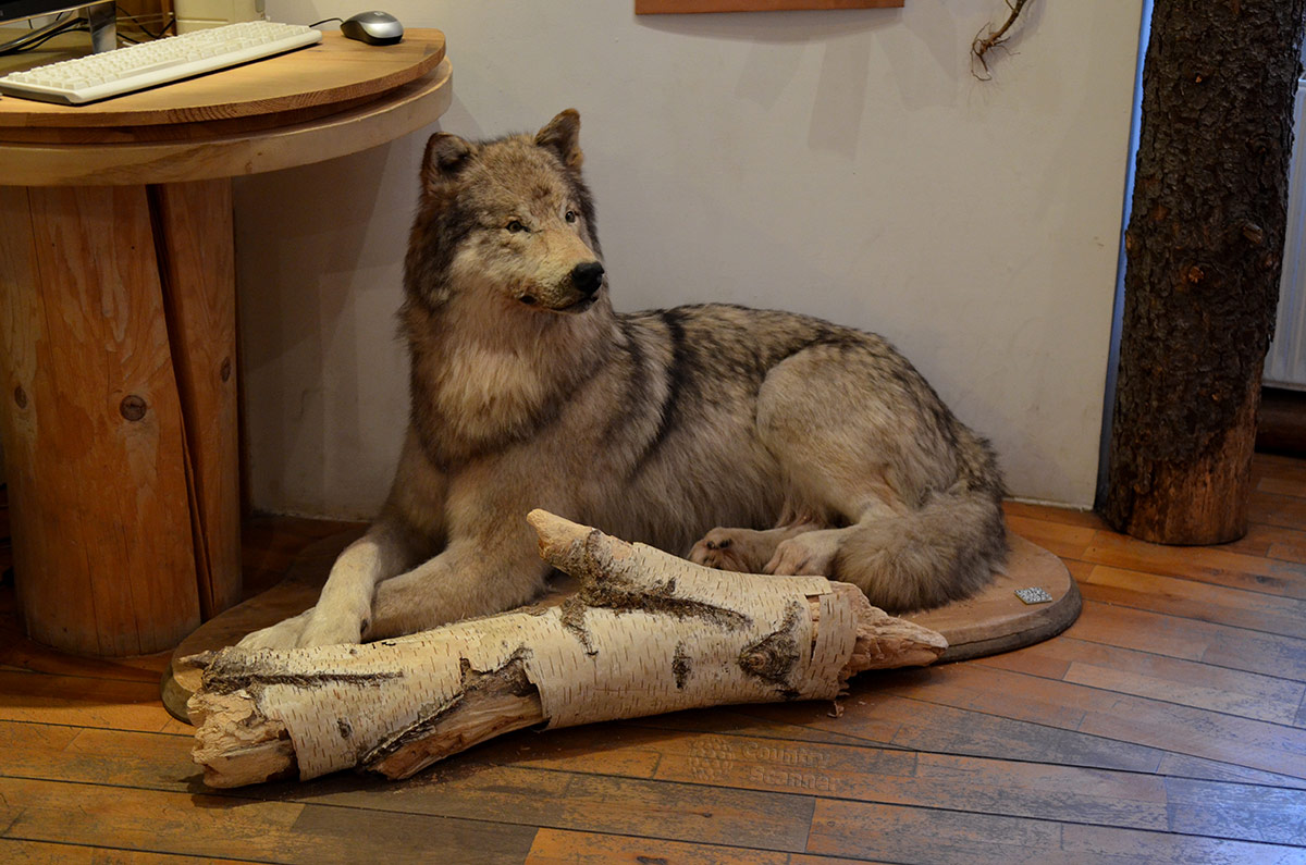Неожиданно миролюбивым предстает грозный и страшный волк в экспозиции музея леса. Зверь изображен на отдыхе. В расслабленной позе.
