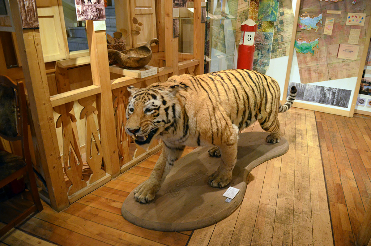 Музей леса присоединяется к акции по сохранению популяции амурских тигров. Выставлено чучело этого быстрого и сильного зверя, оказавшегося под угрозой исчезновения.