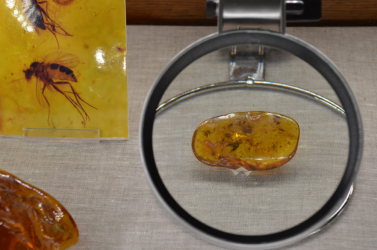 Оборудование витрины минералогического музея позволяет подробно рассмотреть самые мелкие, но любопытные образцы янтаря с включениями насекомых.