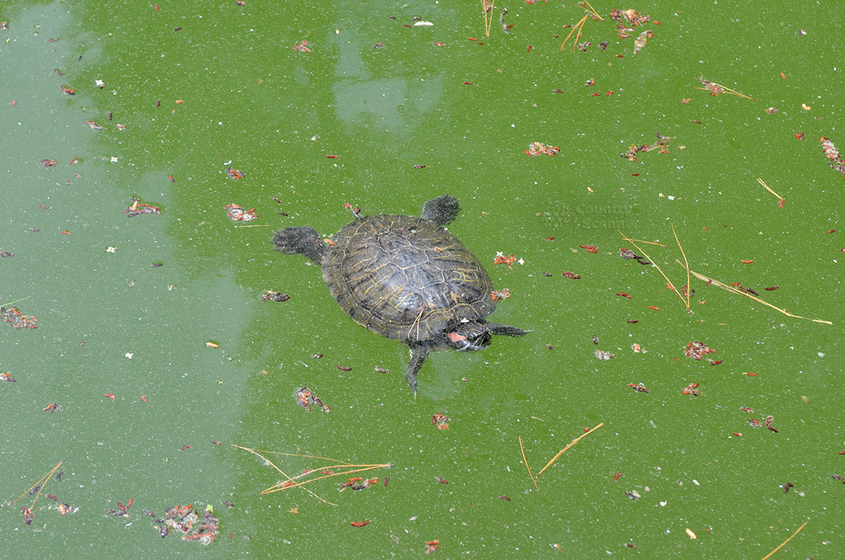 Пресноводные черепахи вполне прижились в прудах национального парка. Особенно за повадками земноводных любят наблюдать ребятишки, когда черепахи отдыхают среди камней.