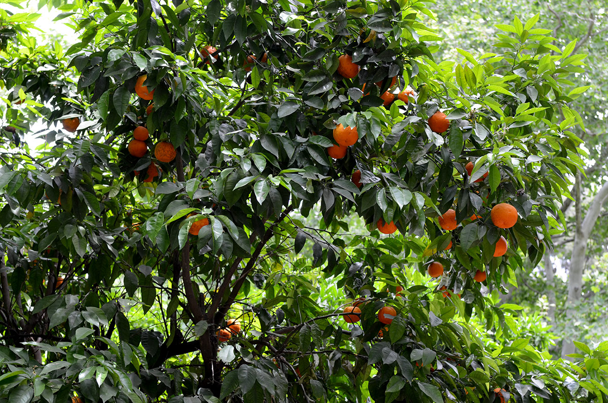 Апельсиновые деревья и другие цитрусовые в национальном саду посажены вовсе не ради сбора плодов. Их густая крона с блестящими глянцевыми листьями очень декоративна.