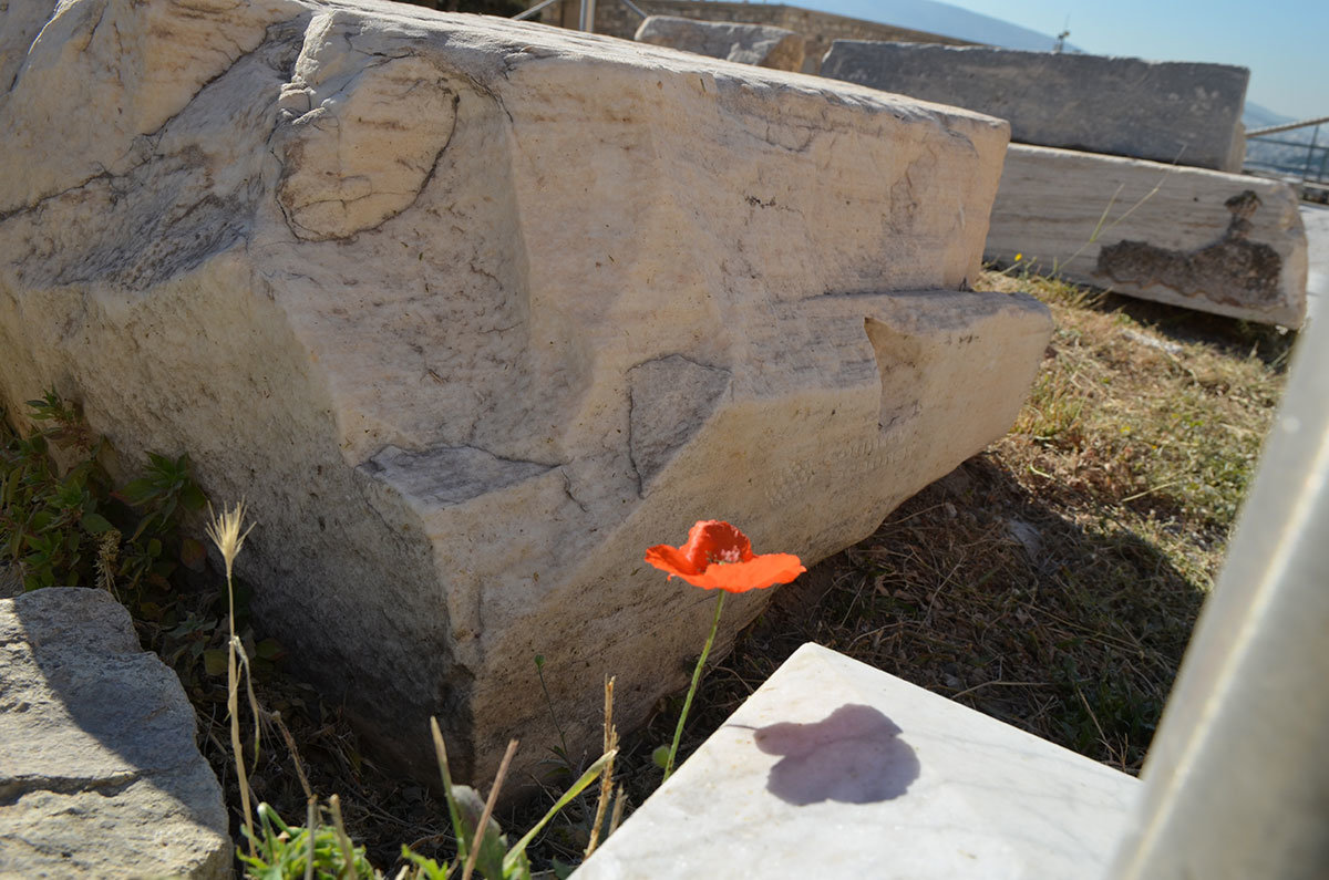 Удачный снимок с распустившимся цветком мака и его тенью на камне, предназначенном для реставрации храмов афинского Акрополя.