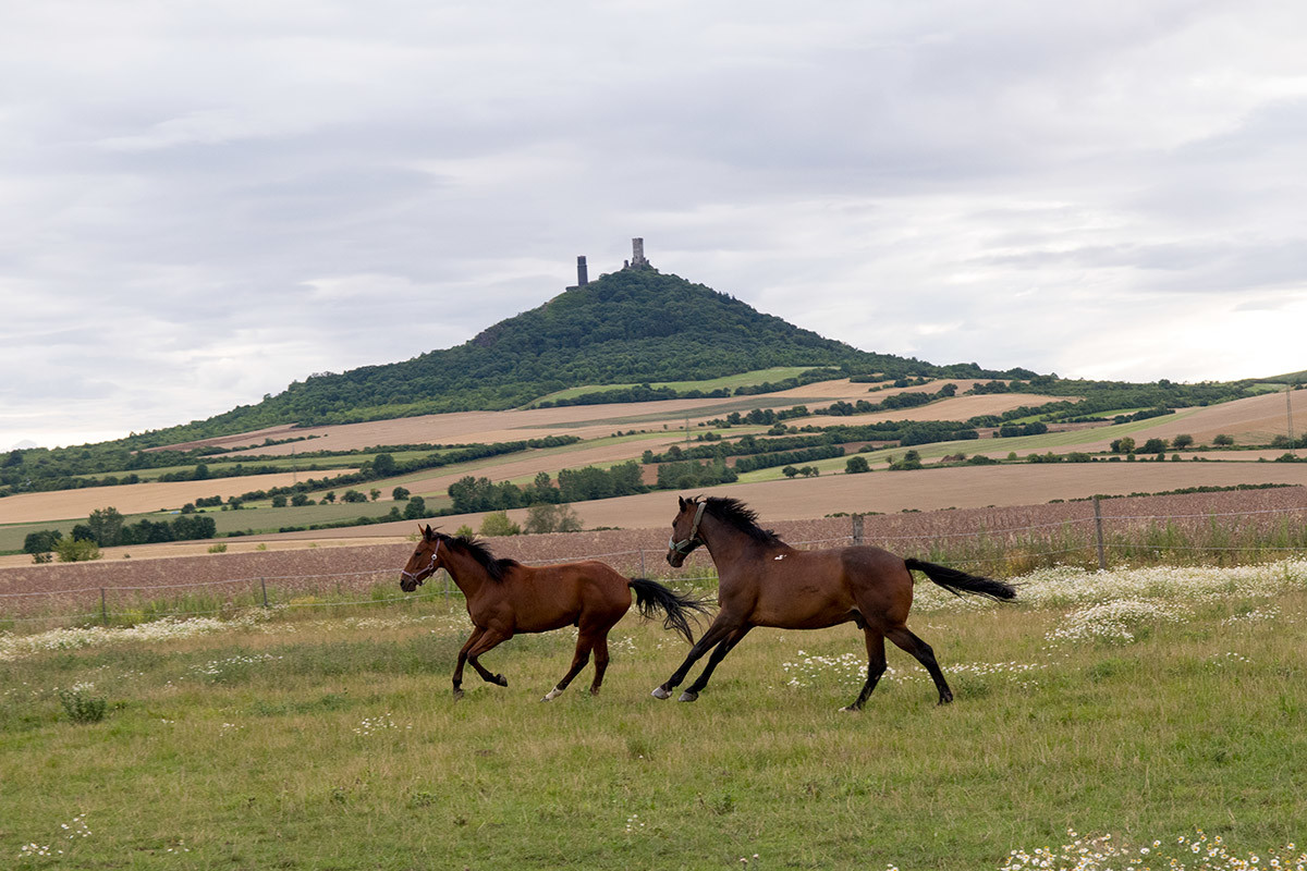Бегущие лошади на фоне Хазмбурга