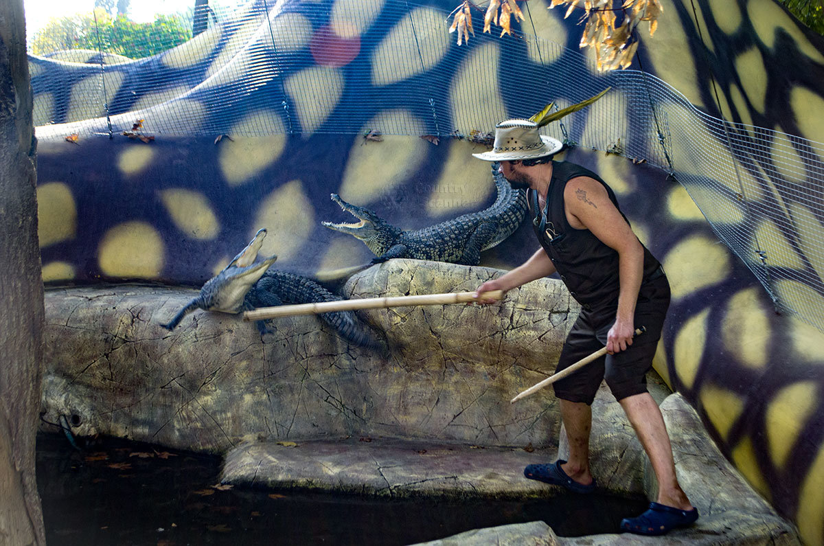 Дрессировщик демонстрирует на сто способны крокодилы. Шоу крокодилов в парке Ривьера