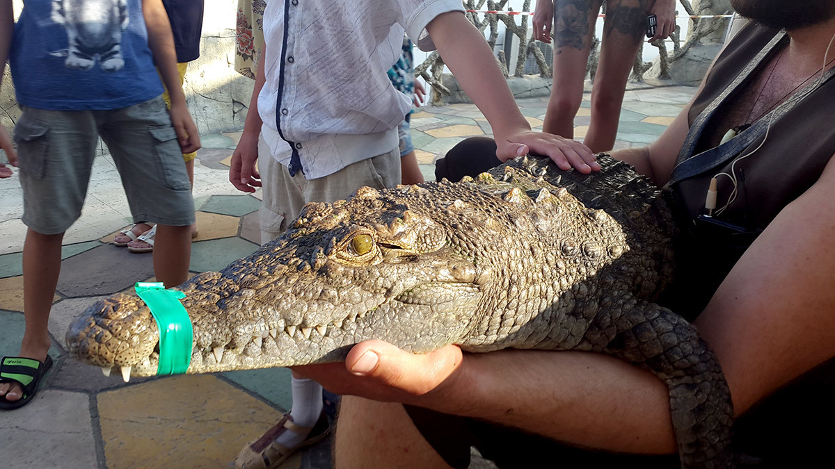 Можно потрогать крокодила на шоу в парке Ривьера.
