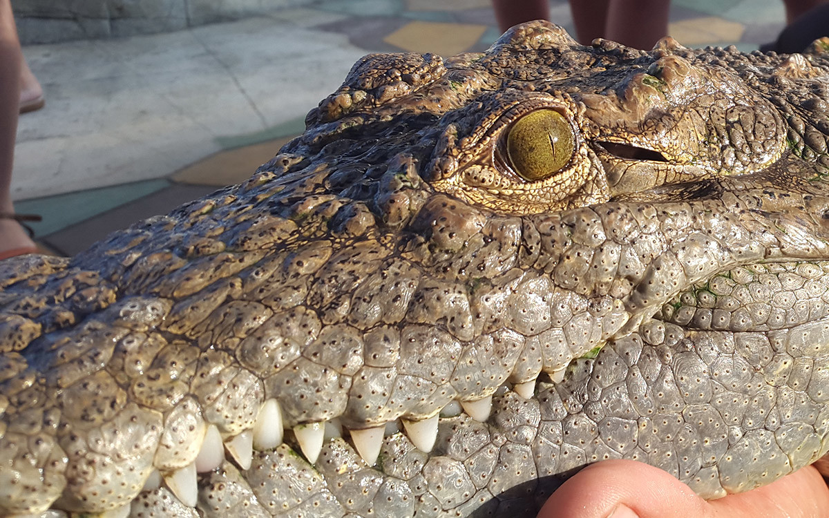 Крокодил крупным планом на шоу в парке Ривьера