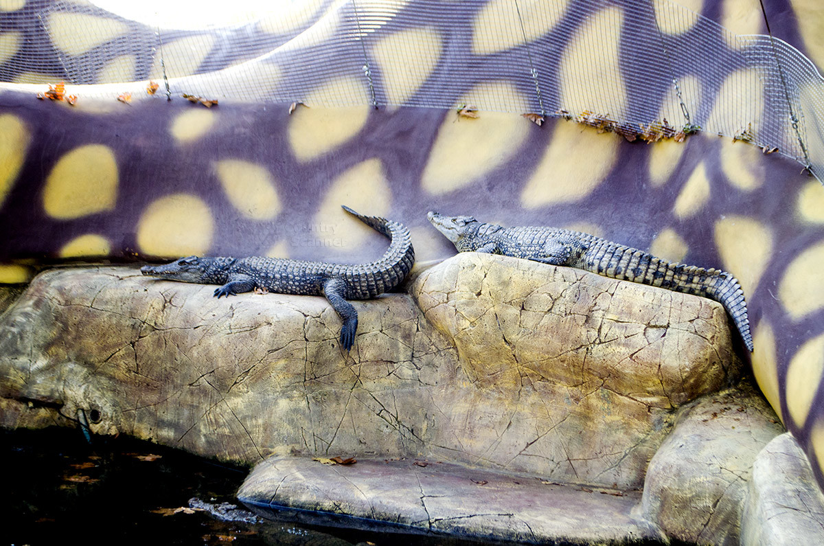 Актеры шоу крокодилов в парке Ривьера