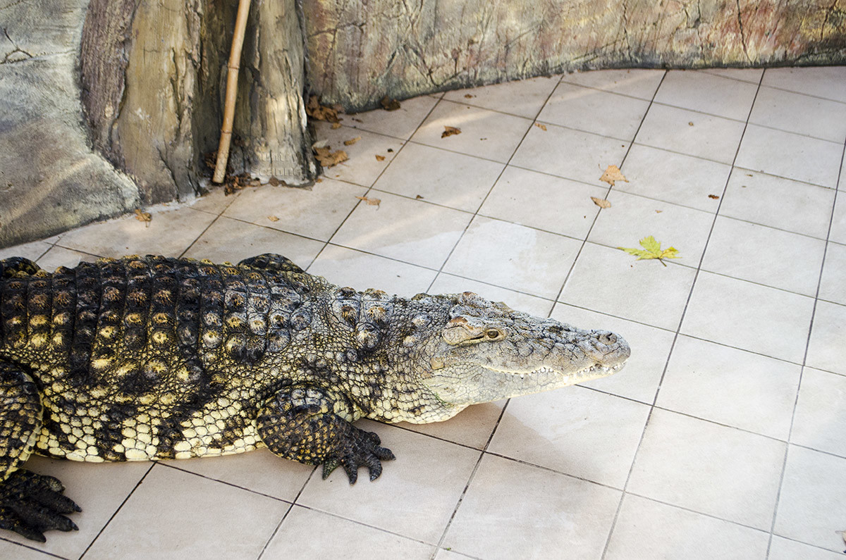 Крокодил Иосиф Виссарионович на шоу в парке Ривьера
