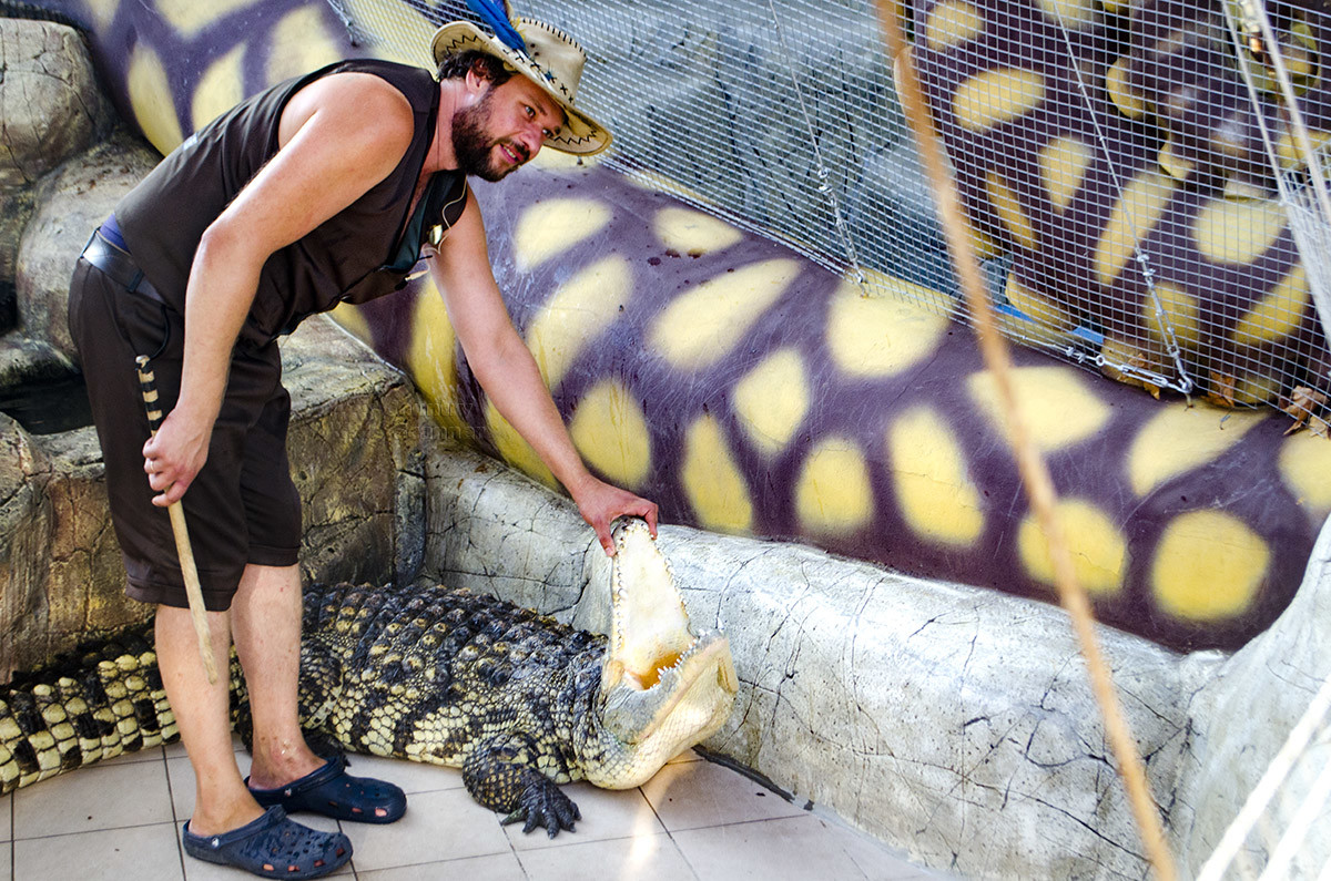 Дрессировщик демонстрирует открытую пасть крокодила на шоу в парке Ривьера.