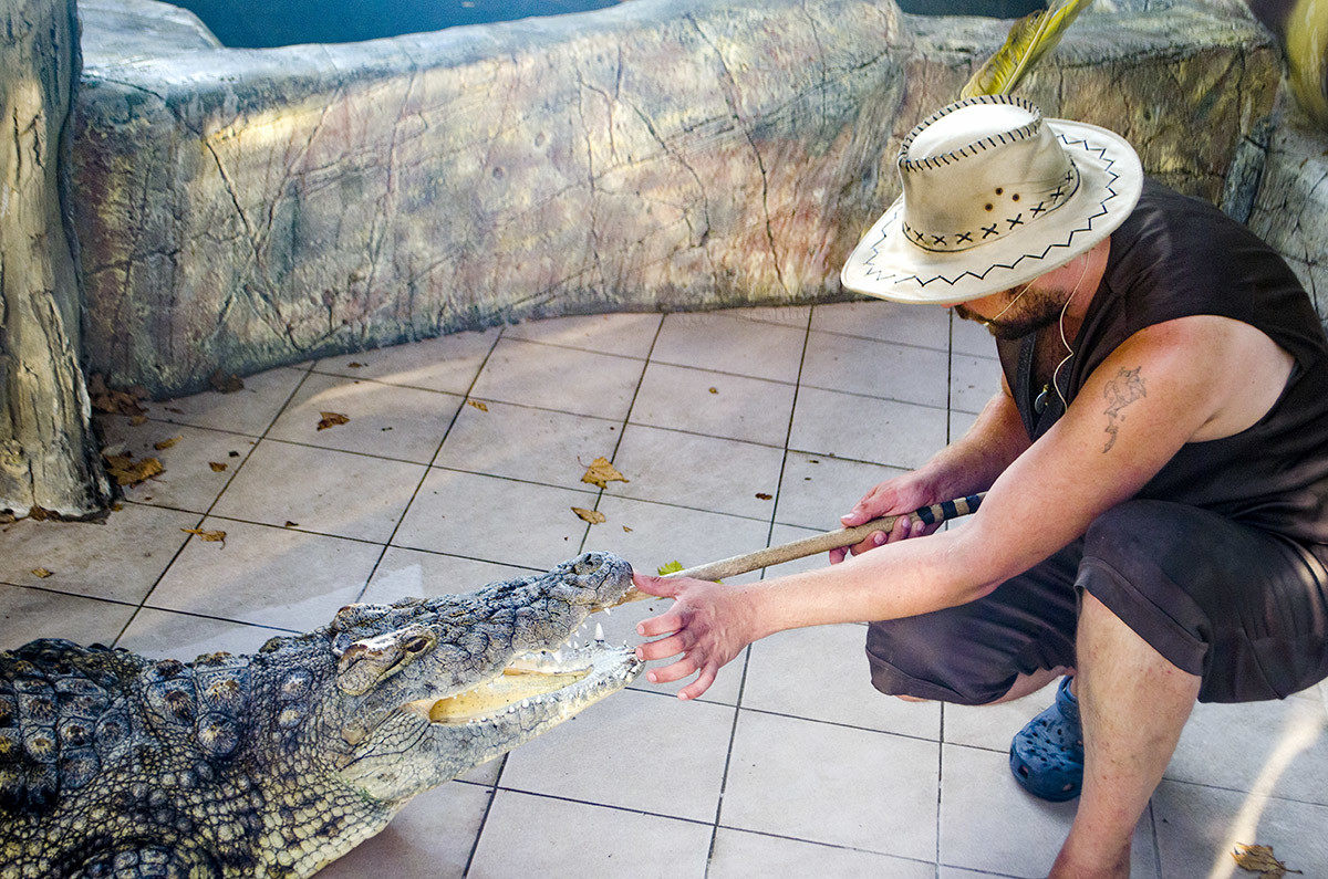 Подготовка к трюку на шоу крокодилов в парке Ривьера